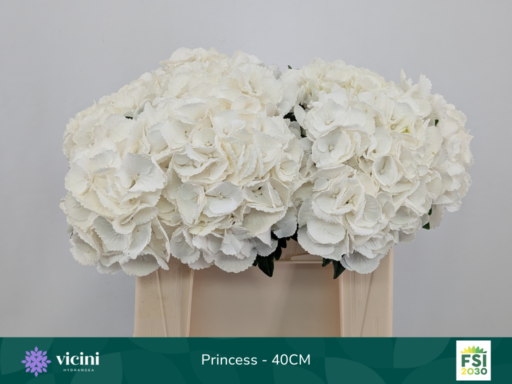 Срезанные цветы оптом Hydrangea royal princess от 10шт из Голландии с доставкой по России