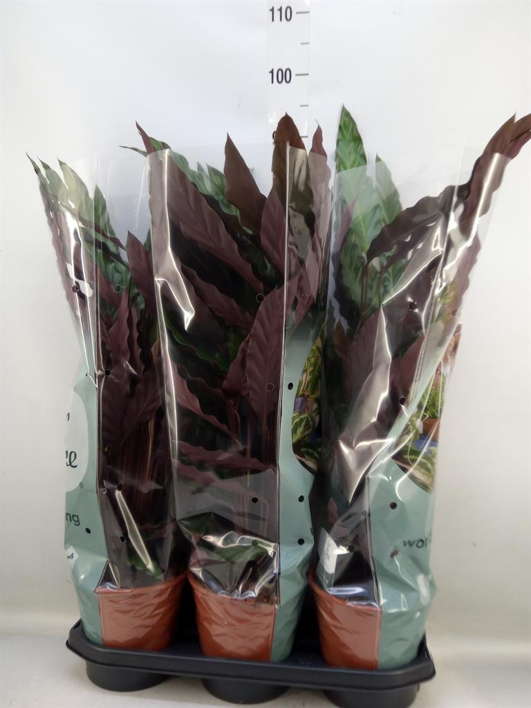 Горшечные цветы и растения оптом Calathea Rufibarba от 3шт из Голландии с доставкой по России