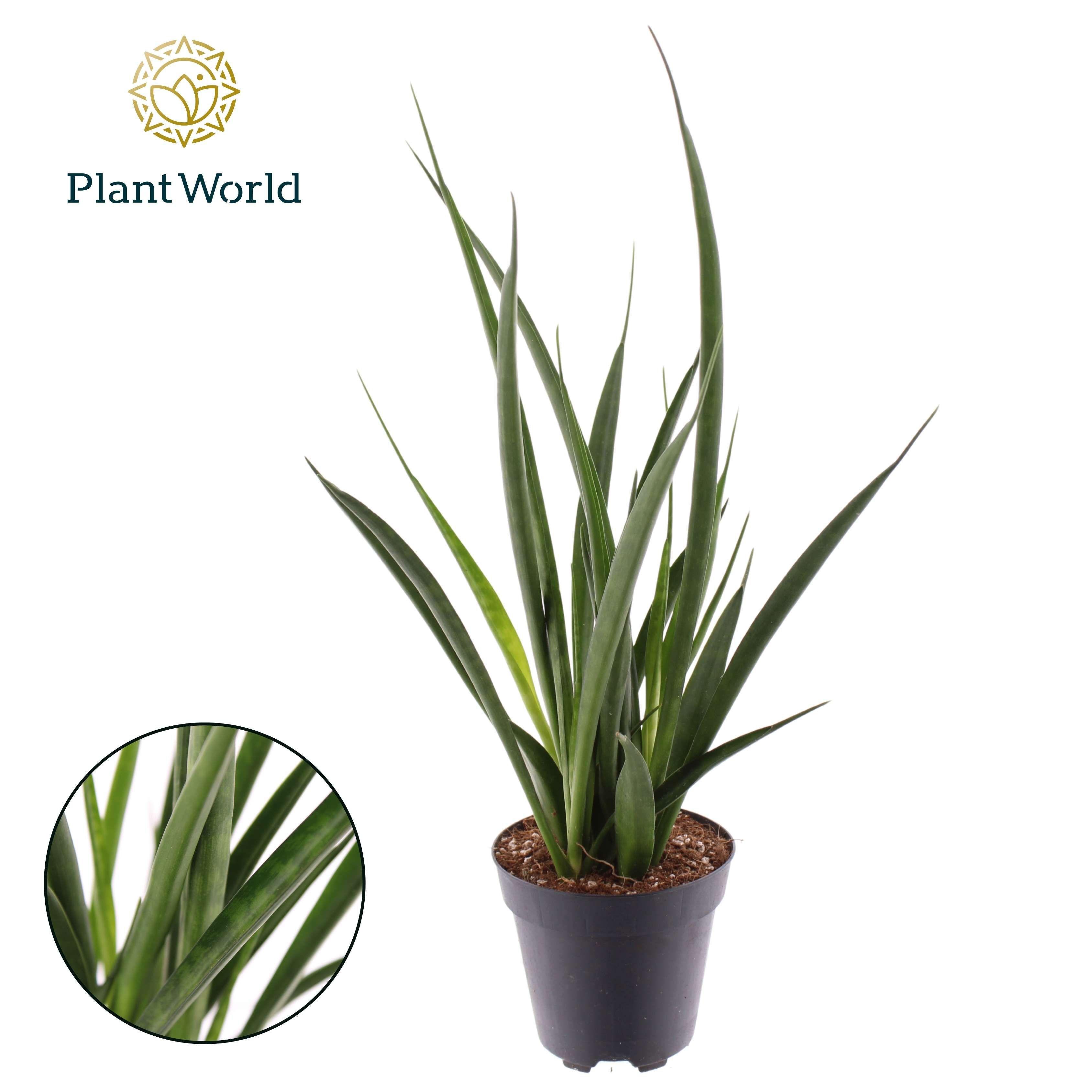 Горшечные цветы и растения оптом Sansevieria Kirkii Friends от 10шт из Голландии с доставкой по России