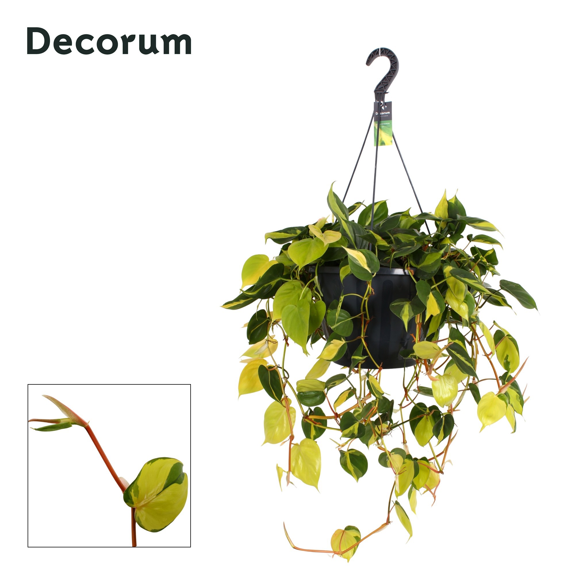 Горшечные цветы и растения оптом Philodendron Brasil Xxl Hanging Pot (decorum) от 1шт из Голландии с доставкой по России