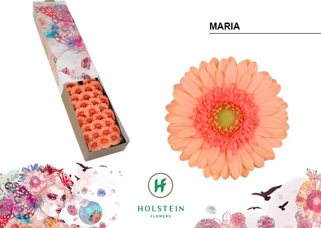 Срезанные цветы оптом Germini maria от 60шт из Голландии с доставкой по России