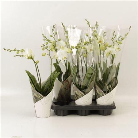 Горшечные цветы и растения оптом Phal An Inverness 4 Branches 30+ от 6шт из Голландии с доставкой по России