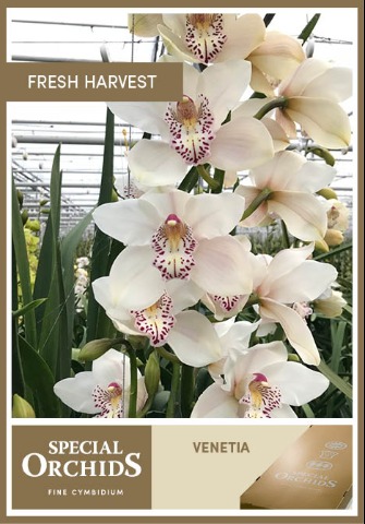 Срезанные цветы оптом Cymbidium white venezia от 10шт из Голландии с доставкой по России