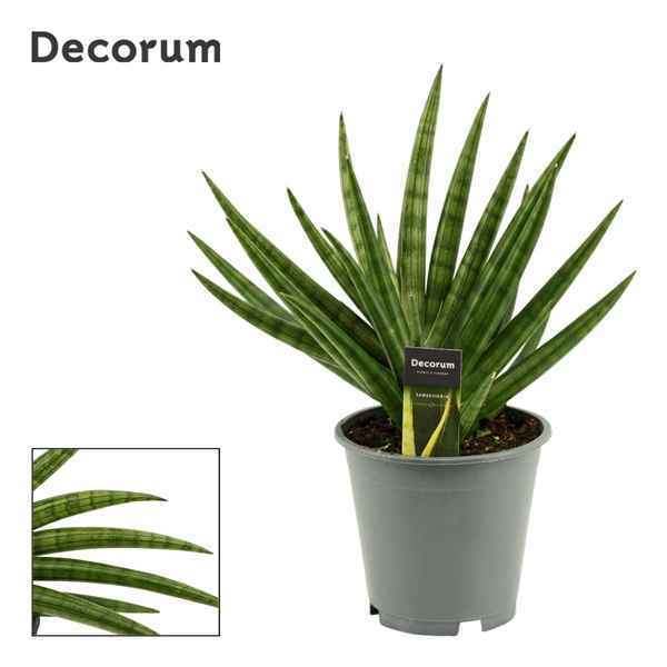 Горшечные цветы и растения оптом Sansevieria Royal Fan (decorum) от 3шт из Голландии с доставкой по России