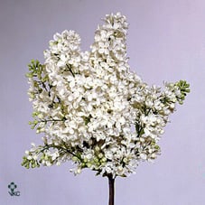 Срезанные цветы оптом Syringa marie legraye от 60шт из Голландии с доставкой по России