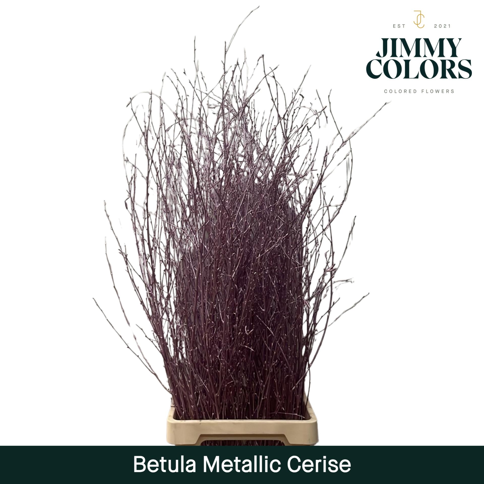 Срезанные цветы оптом Betula paint cerise от 10шт из Голландии с доставкой по России