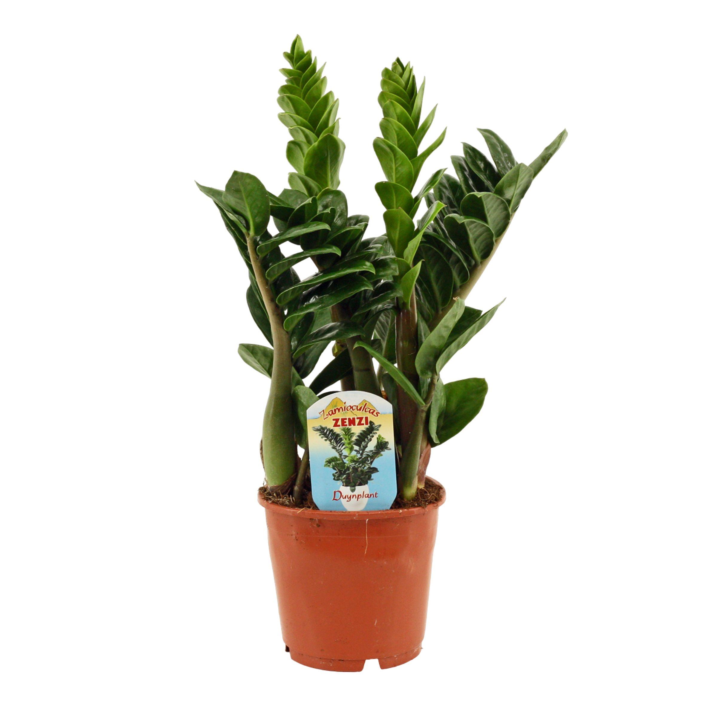 Горшечные цветы и растения оптом Zamioculcas Zenzi 4+ от 7шт из Голландии с доставкой по России