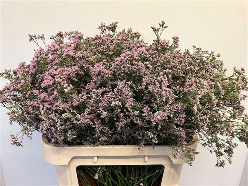 Срезанные цветы оптом Limonium safora oshi pink от 25шт из Голландии с доставкой по России