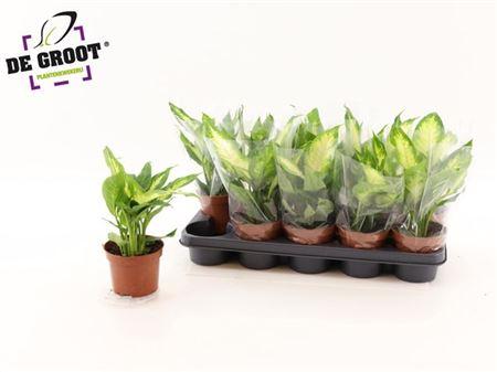 Горшечные цветы и растения оптом Dieffenbachia Camilla от 10шт из Голландии с доставкой по России