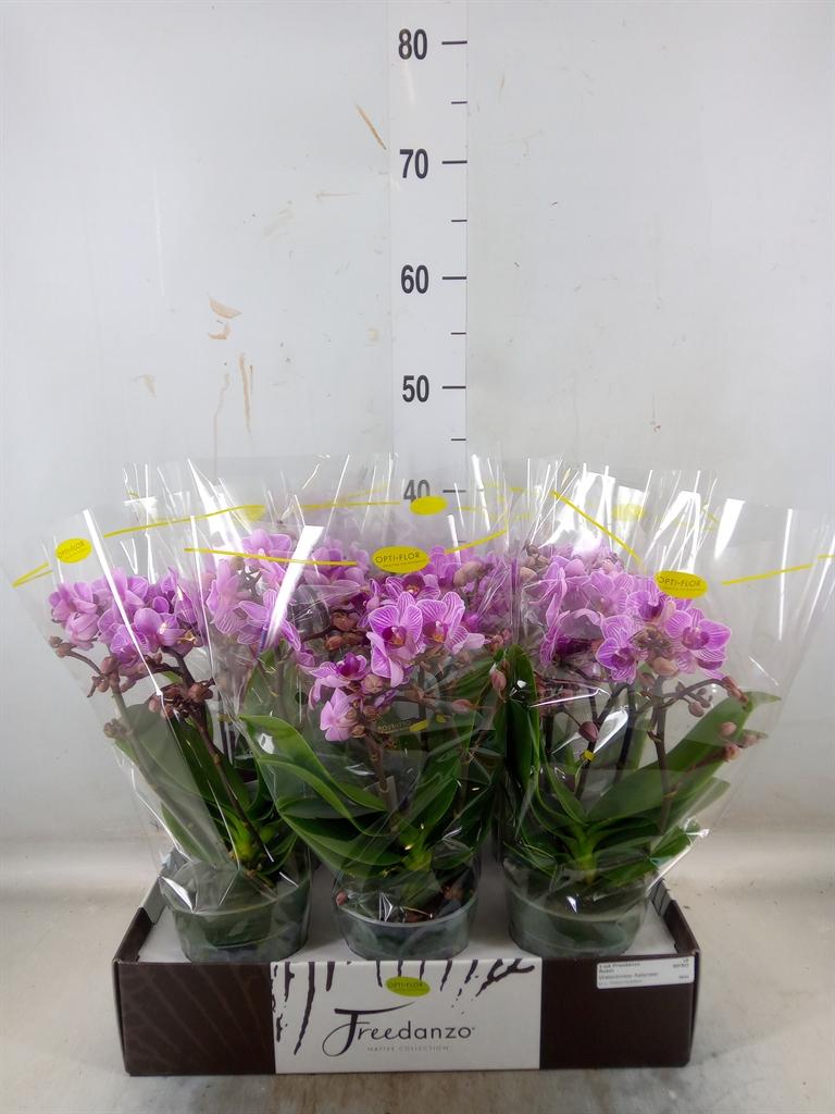 Горшечные цветы и растения оптом Phalaenopsis Multi.   ...lilac от 6шт из Голландии с доставкой по России