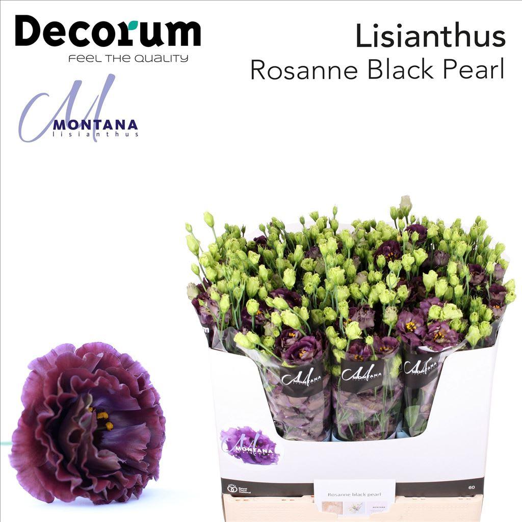 Срезанные цветы оптом Lisianthus do rosanne black pearl A от 40шт из Голландии с доставкой по России