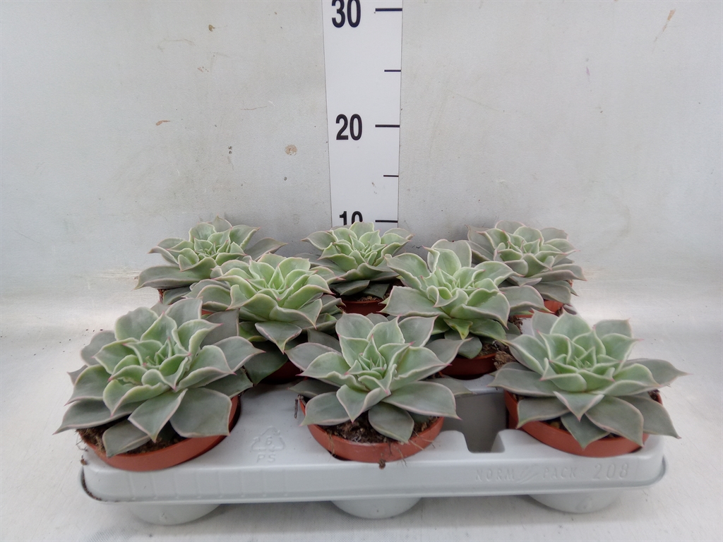 Горшечные цветы и растения оптом Echeveria   ... от 8шт из Голландии с доставкой по России