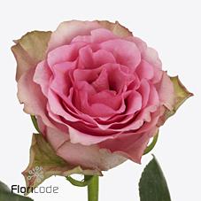 Срезанные цветы оптом Rosa large lovely rhodos от 240шт из Голландии с доставкой по России