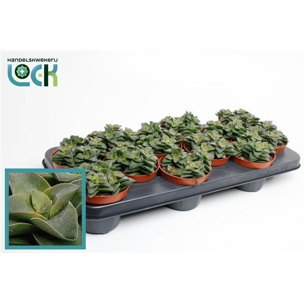 Горшечные цветы и растения оптом Crassula Spring Time от 9шт из Голландии с доставкой по России