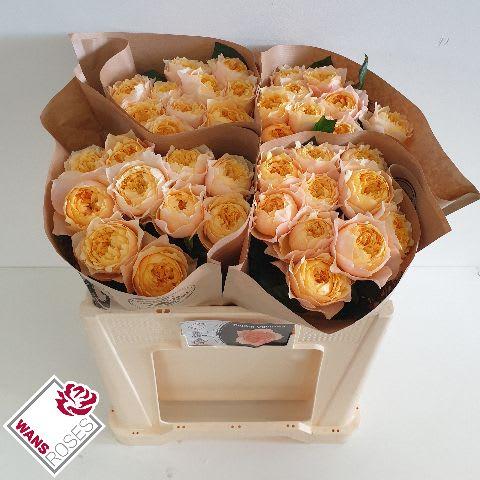 Срезанные цветы оптом Rosa garden golden vuvuzela от 40шт из Голландии с доставкой по России