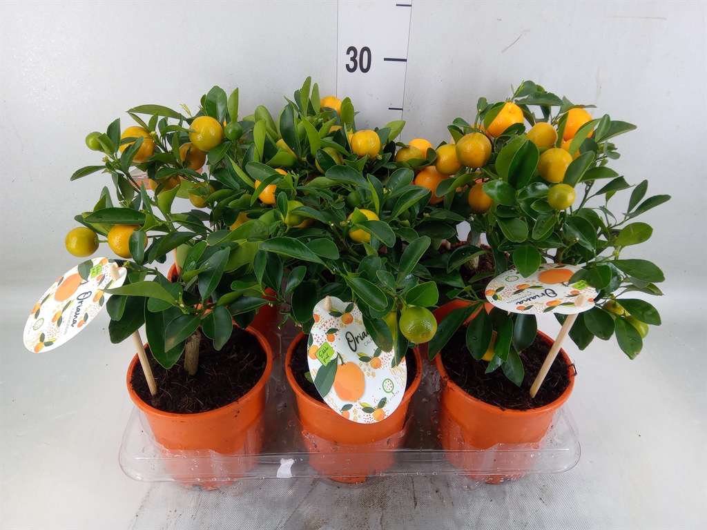 Горшечные цветы и растения оптом Citrofortunella Mic. от 6шт (для телеги) из Голландии с доставкой по России