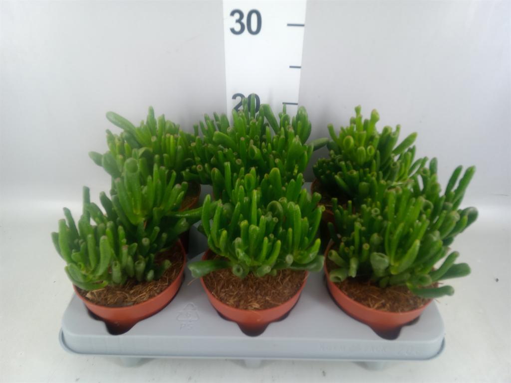 Горшечные цветы и растения оптом Crassula Ovata gollum от 6шт из Голландии с доставкой по России