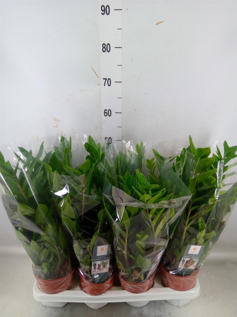 Горшечные цветы и растения оптом Zamioculcas Zamiifolia от 7шт из Голландии с доставкой по России