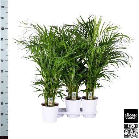 Горшечные цветы и растения оптом Dypsis Lutescens 25pp от 3шт из Голландии с доставкой по России
