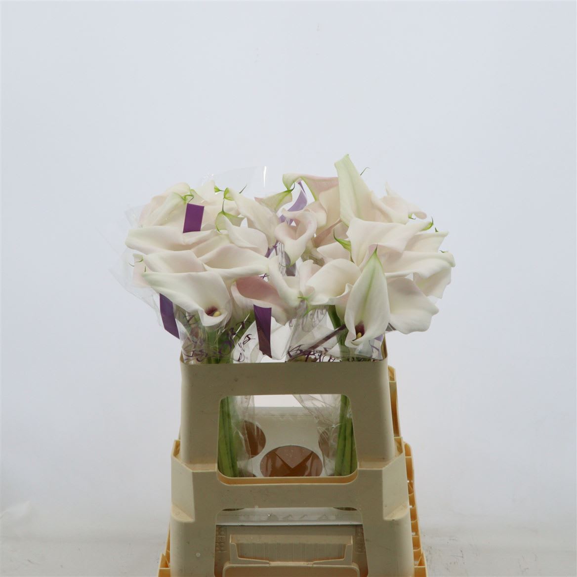 Срезанные цветы оптом Zantedeschia sweet art от 40шт из Голландии с доставкой по России