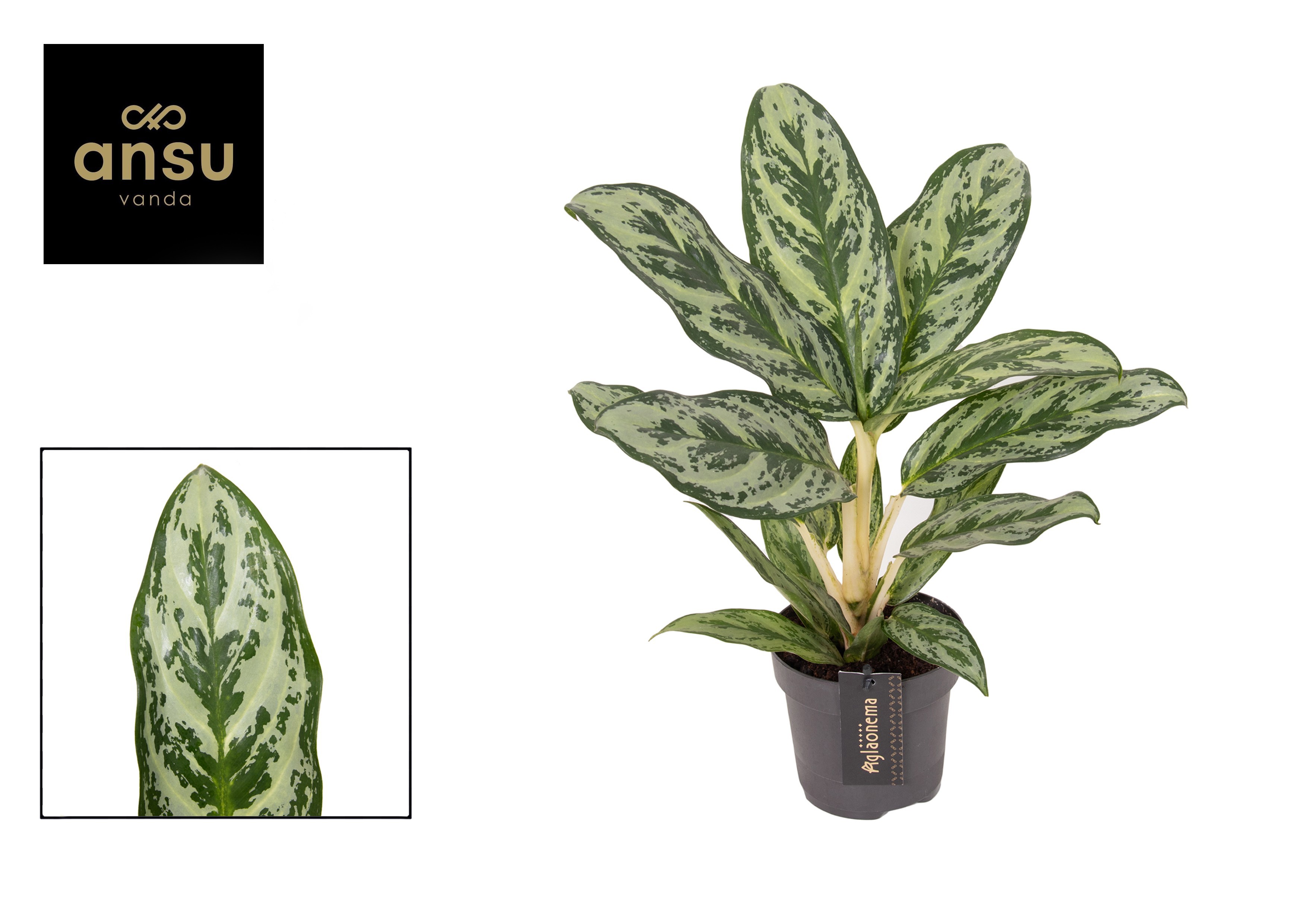 Горшечные цветы и растения оптом Aglaonema Laurel Green от 4шт из Голландии с доставкой по России