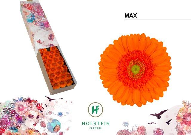 Срезанные цветы оптом Germini max от 60шт из Голландии с доставкой по России