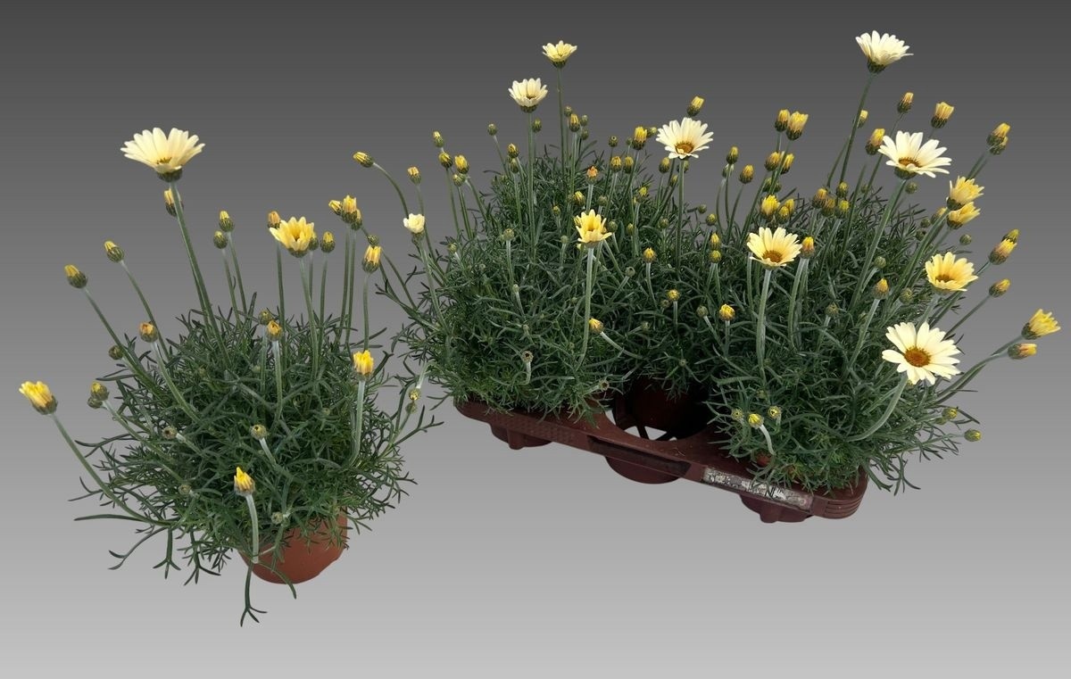 Горшечные цветы и растения оптом Rhodan H Zagora Yell от 5шт из Голландии с доставкой по России