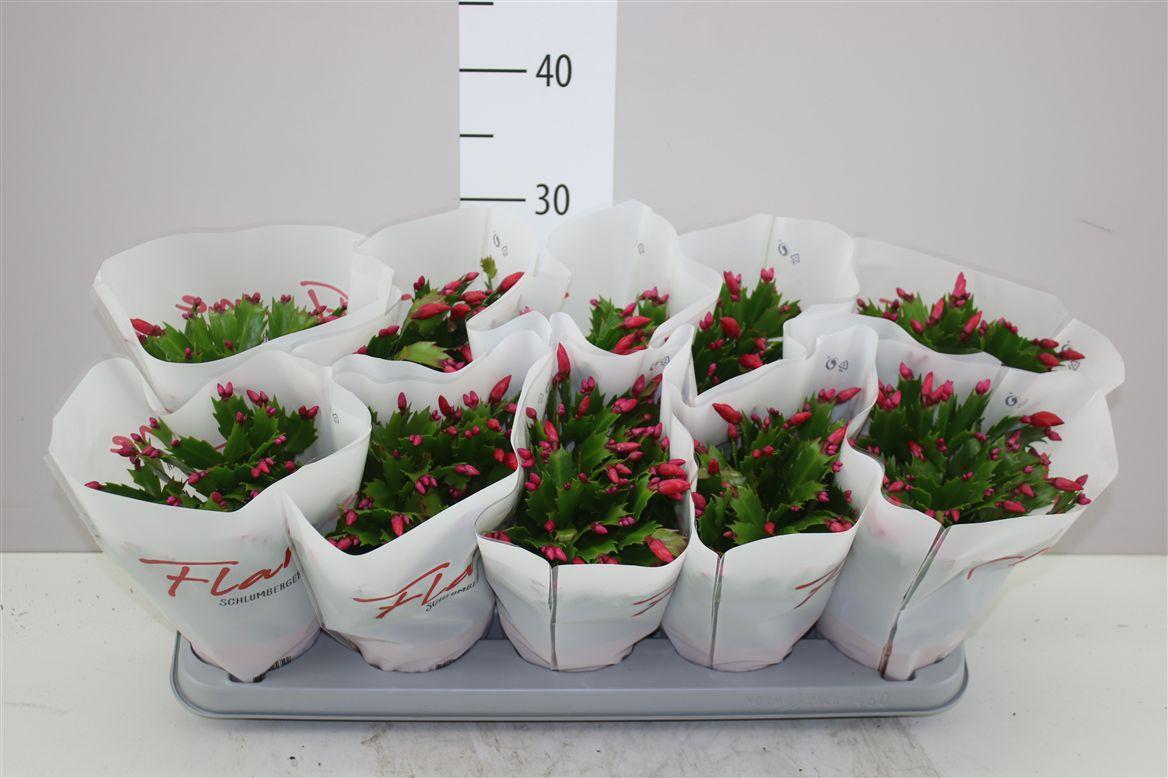 Горшечные цветы и растения оптом Schlumbergera Flame Red от 10шт из Голландии с доставкой по России