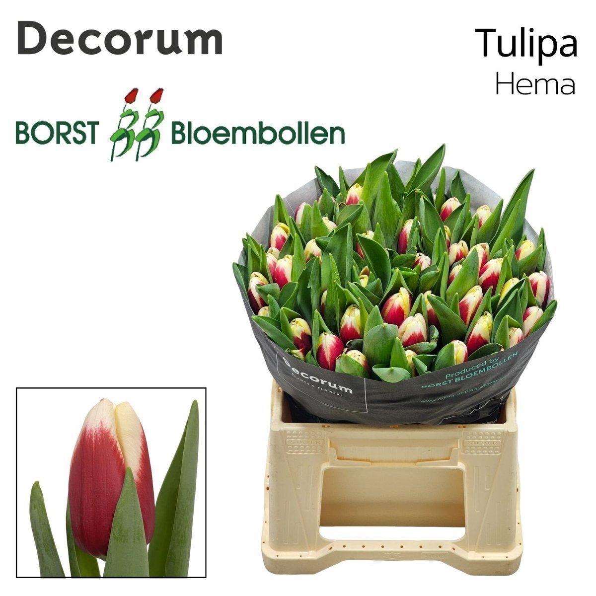 Срезанные цветы оптом Tulipa si hema от 50шт из Голландии с доставкой по России