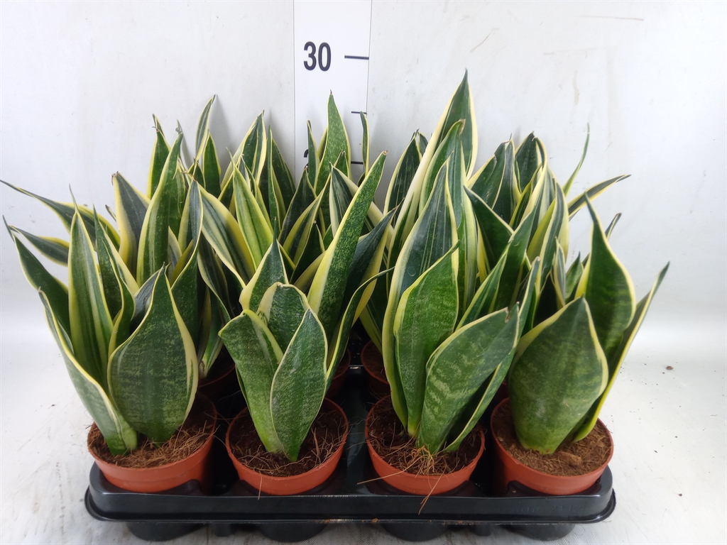 Горшечные цветы и растения оптом Sansevieria Trifa.   ... от 12шт (для телеги) из Голландии с доставкой по России
