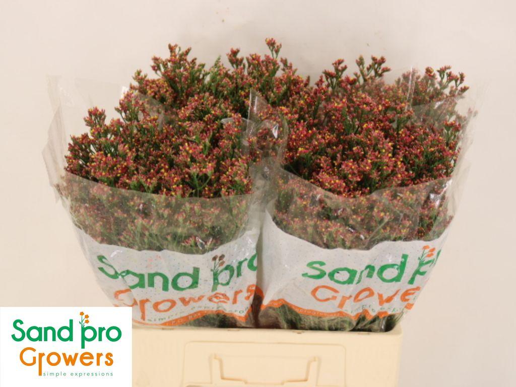 Срезанные цветы оптом Limonium sinense inca diamond от 100шт из Голландии с доставкой по России