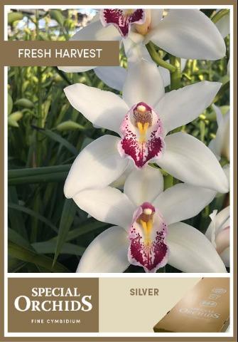 Срезанные цветы оптом Cymbidium white bf silver от 8шт из Голландии с доставкой по России