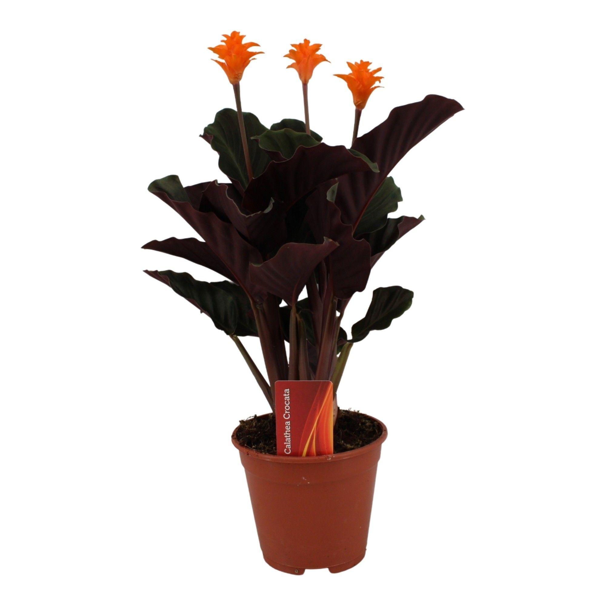 Горшечные цветы и растения оптом Calathea Crocata от 8шт из Голландии с доставкой по России