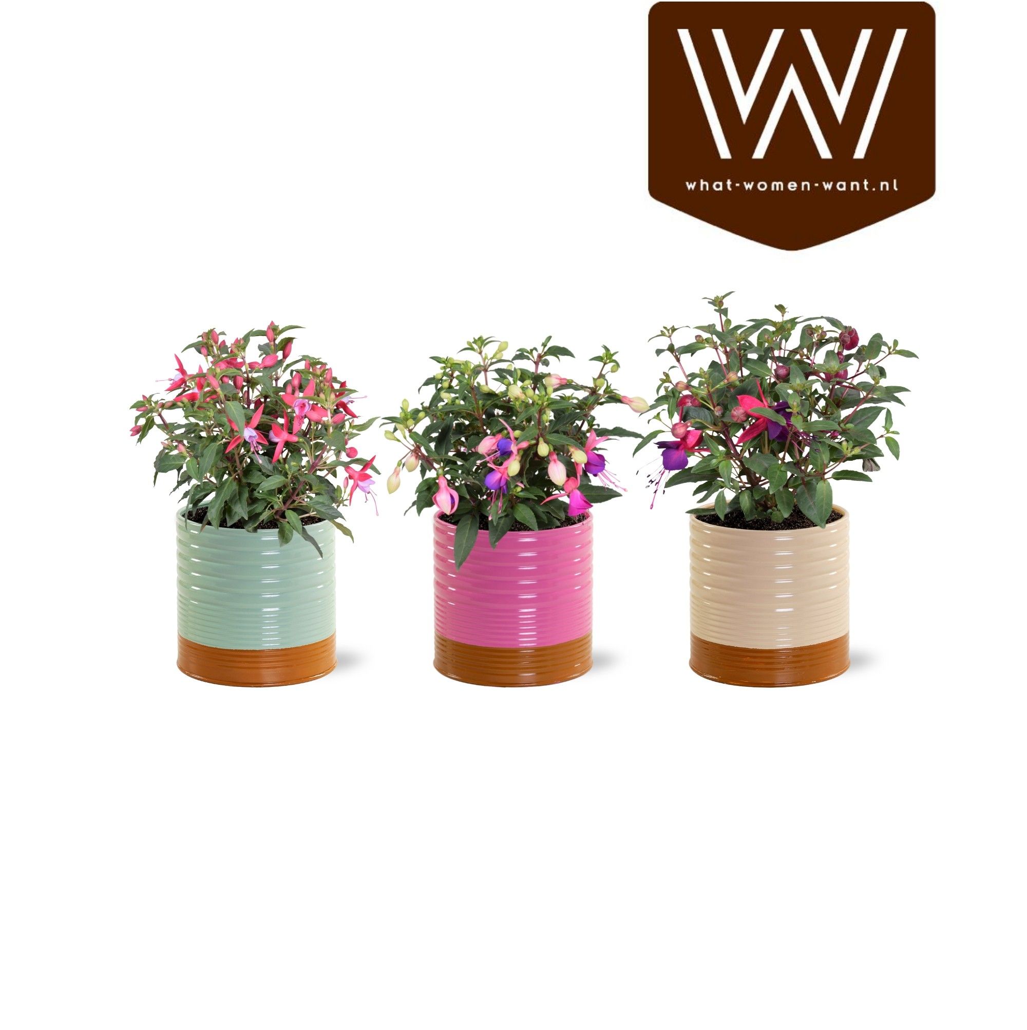 Горшечные цветы и растения оптом Fuchsia B F Gem от 6шт из Голландии с доставкой по России