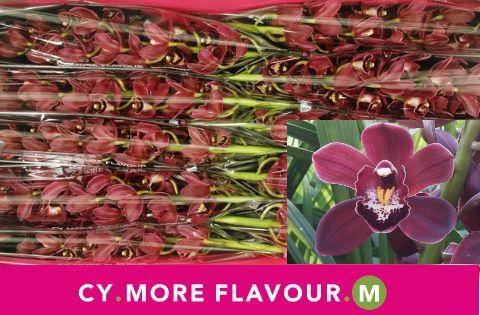 Срезанные цветы оптом Minicymbidium madelon от 10шт из Голландии с доставкой по России