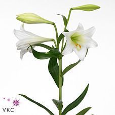 Срезанные цветы оптом Lilium lo white heaven от 50шт из Голландии с доставкой по России