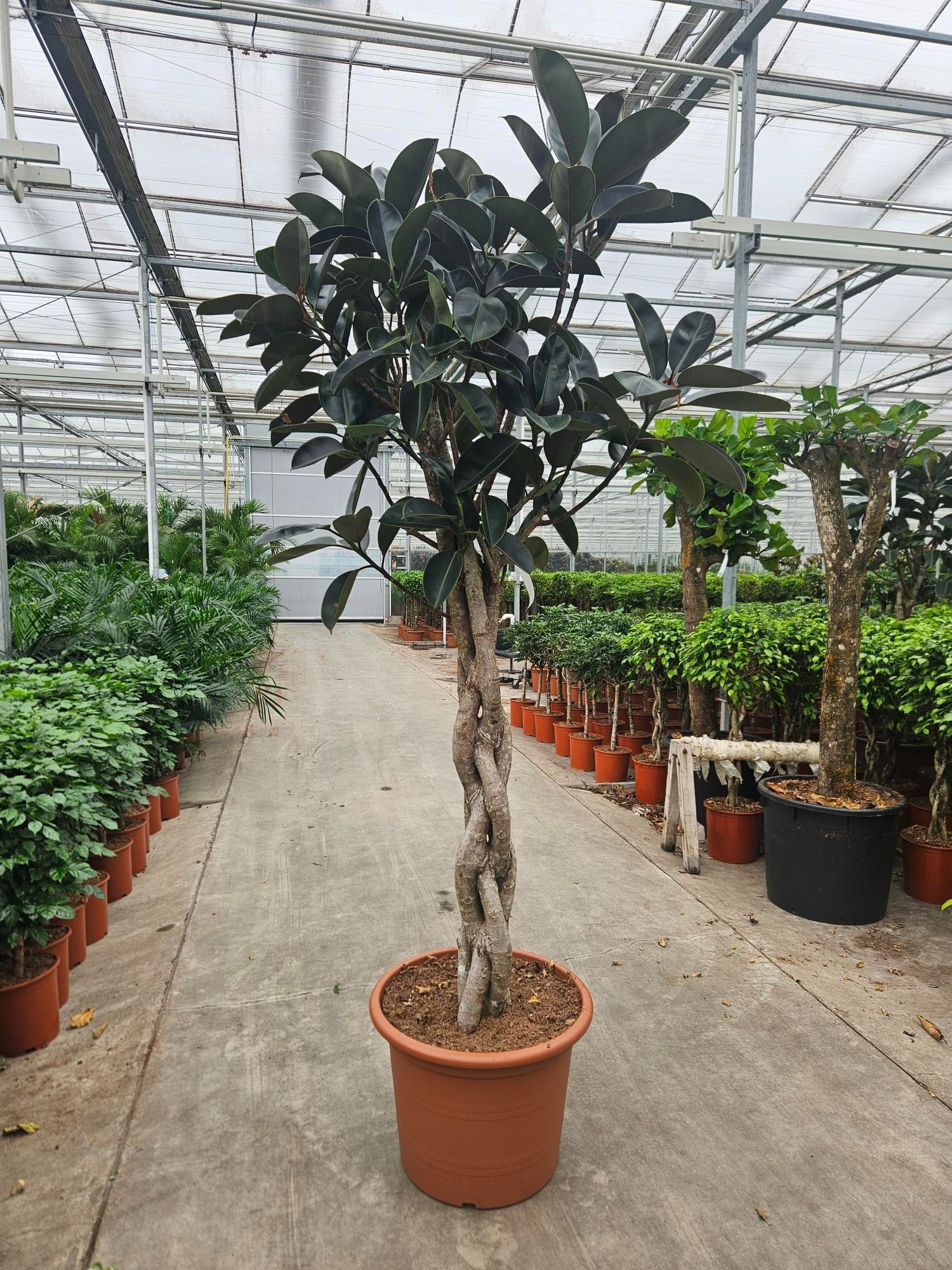 Горшечные цветы и растения оптом Ficus Burgundy от 1шт из Голландии с доставкой по России