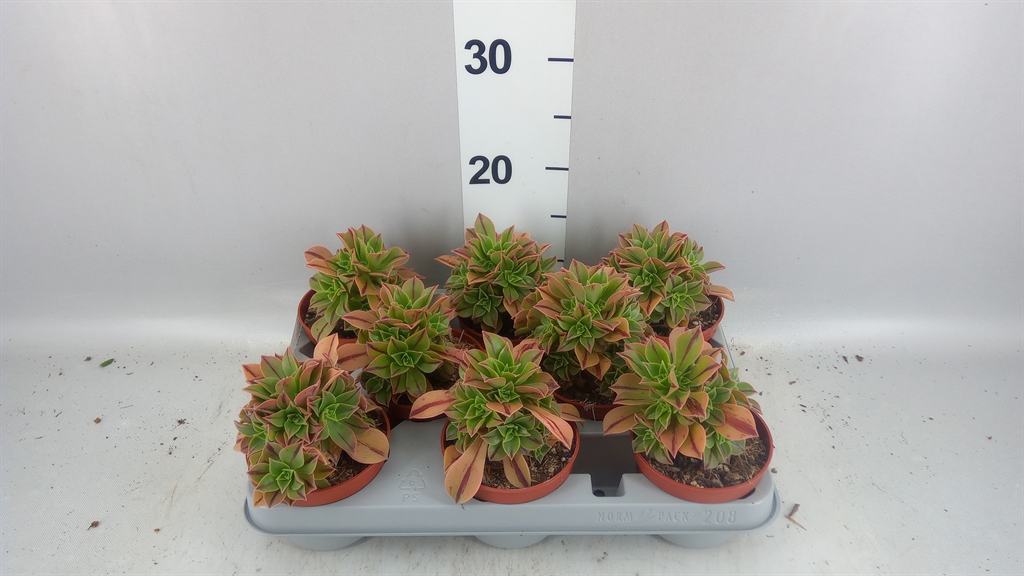 Горшечные цветы и растения оптом Aeonium ... от 8шт из Голландии с доставкой по России
