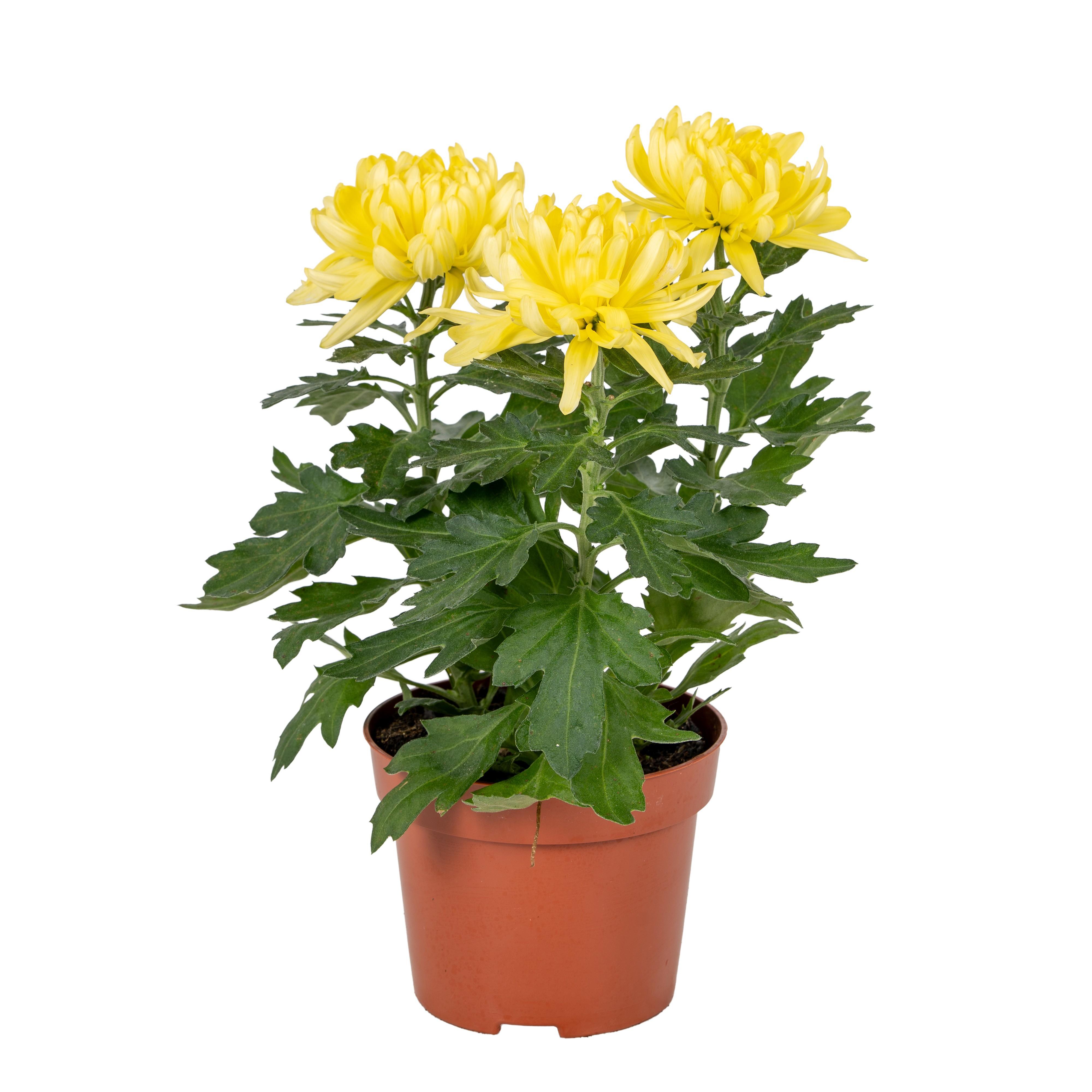Горшечные цветы и растения оптом Chrys Cosmo Compact Yellow 3pp от 6шт из Голландии с доставкой по России
