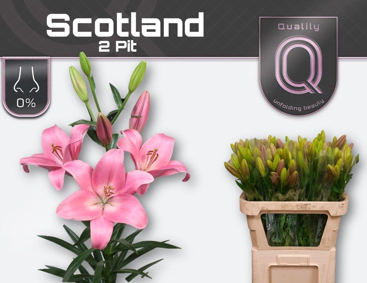 Срезанные цветы оптом Lilium la scotland от 80шт из Голландии с доставкой по России