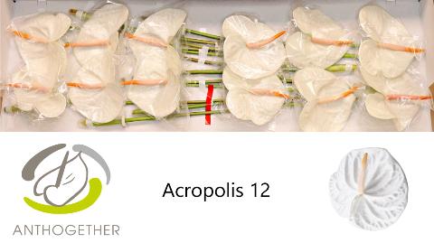 Срезанные цветы оптом Anthurium acropolis от 12шт из Голландии с доставкой по России