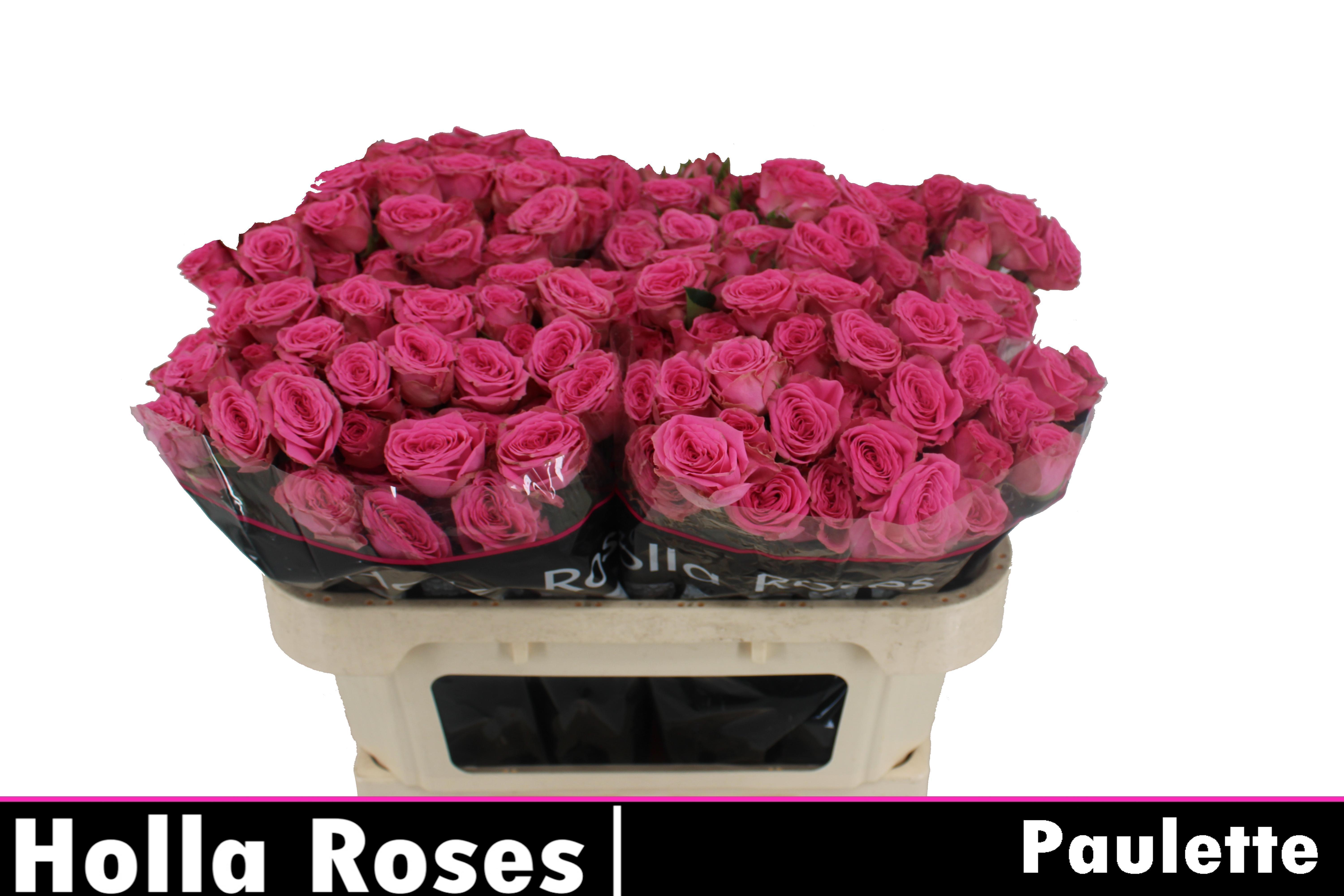 Срезанные цветы оптом Rosa spray paulette! от 40шт из Голландии с доставкой по России