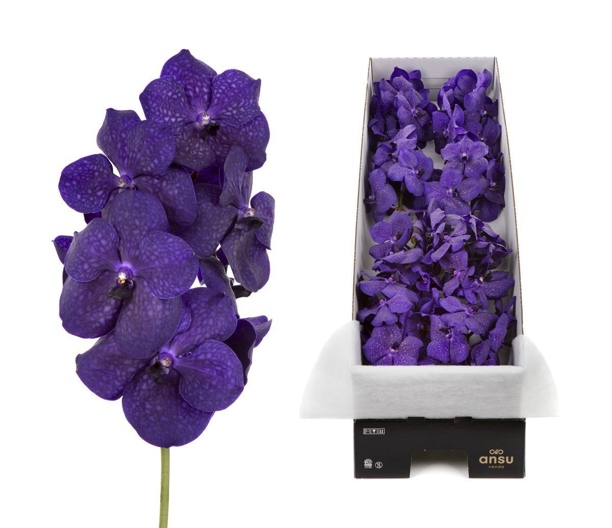 Срезанные цветы оптом Vanda tayanee maxi deep blue per stem от 10шт из Голландии с доставкой по России