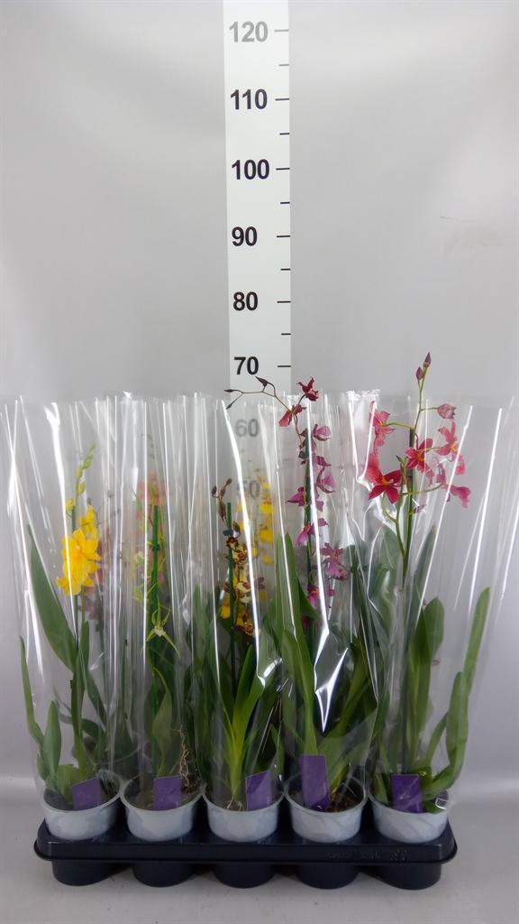 Горшечные цветы и растения оптом Orchideeen ...mix от 10шт из Голландии с доставкой по России