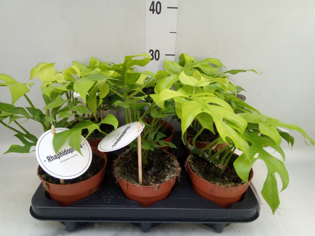 Горшечные цветы и растения оптом Rhaphidophora Tetrasperma от 6шт из Голландии с доставкой по России