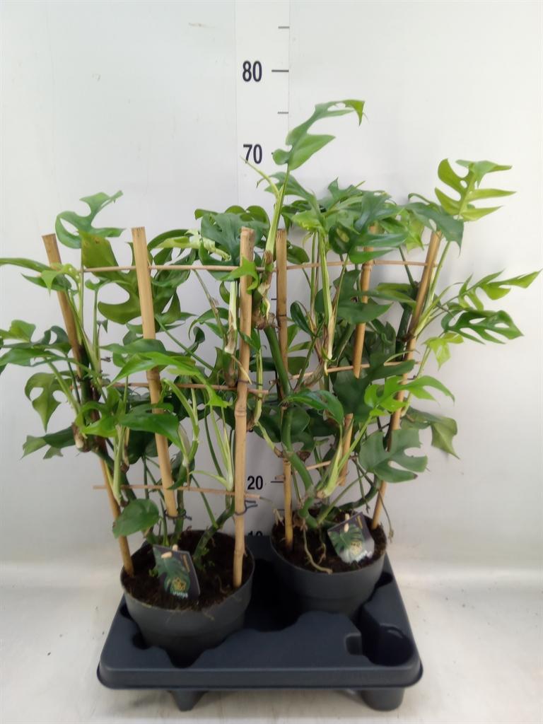 Горшечные цветы и растения оптом Philodendron Squamiferum от 2шт из Голландии с доставкой по России