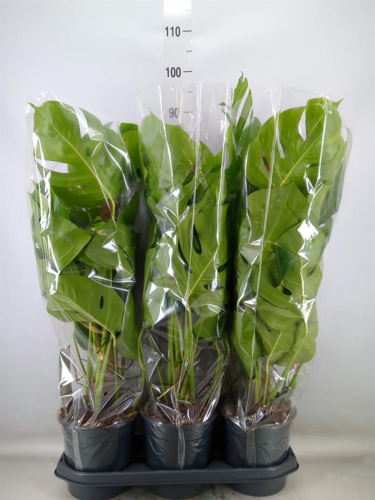 Горшечные цветы и растения оптом Monstera Pertusum от 3шт из Голландии с доставкой по России