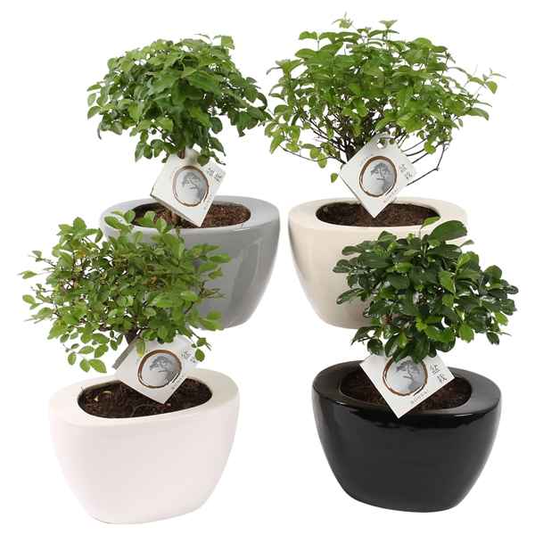 Горшечные цветы и растения оптом Bonsai Mix In Folded Pot Colormix от 6шт из Голландии с доставкой по России