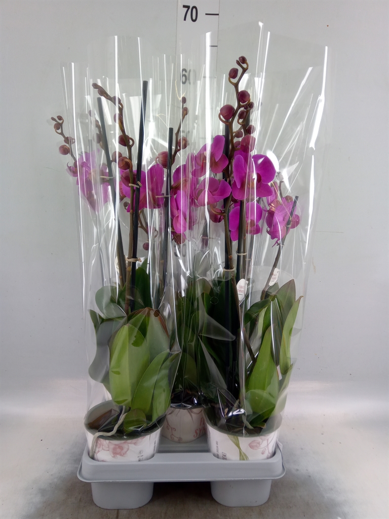 Горшечные цветы и растения оптом Phalaenopsis   ...mix от 5шт из Голландии с доставкой по России