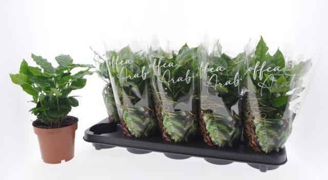 Горшечные цветы и растения оптом Coffea Arabica от 10шт из Голландии с доставкой по России